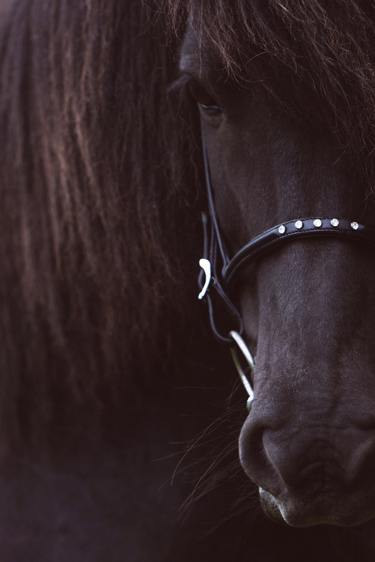 Nordic Horse Engelsk næserem med 5 hvide sten