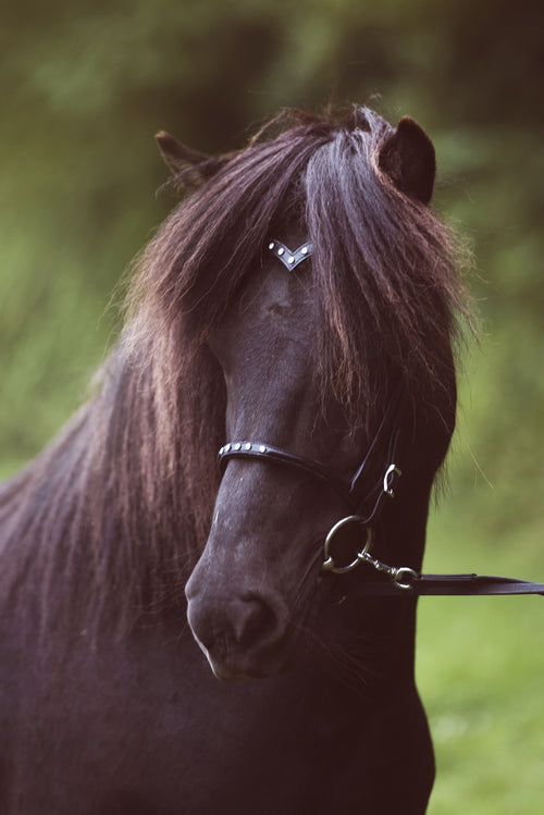 Nordic Horse Engelsk næserem med 5 hvide sten
