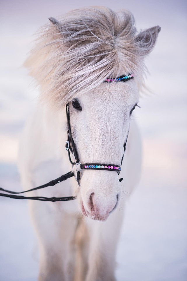 Nordic Horse Trense Rainbow